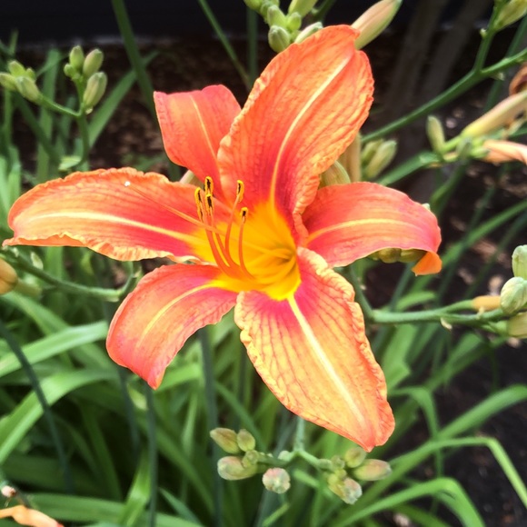 Meet your Posher, Amanda - Picture 1 of 1